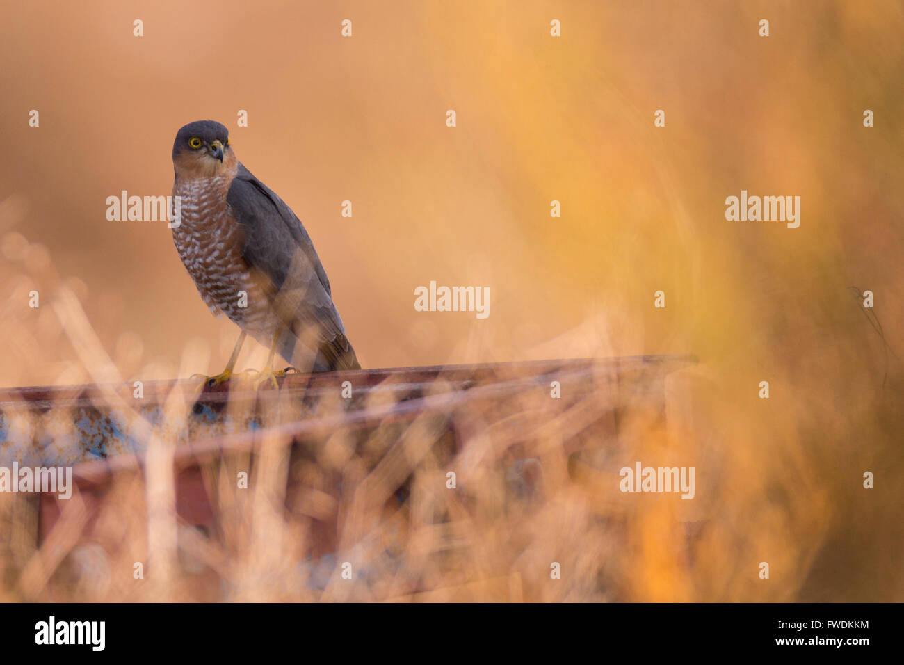 Eurasian Sparrowhawk (Accipiter nisus). his bird-of-prey is widespread across Europe, Asia and North Africa. A male adult reache Stock Photo