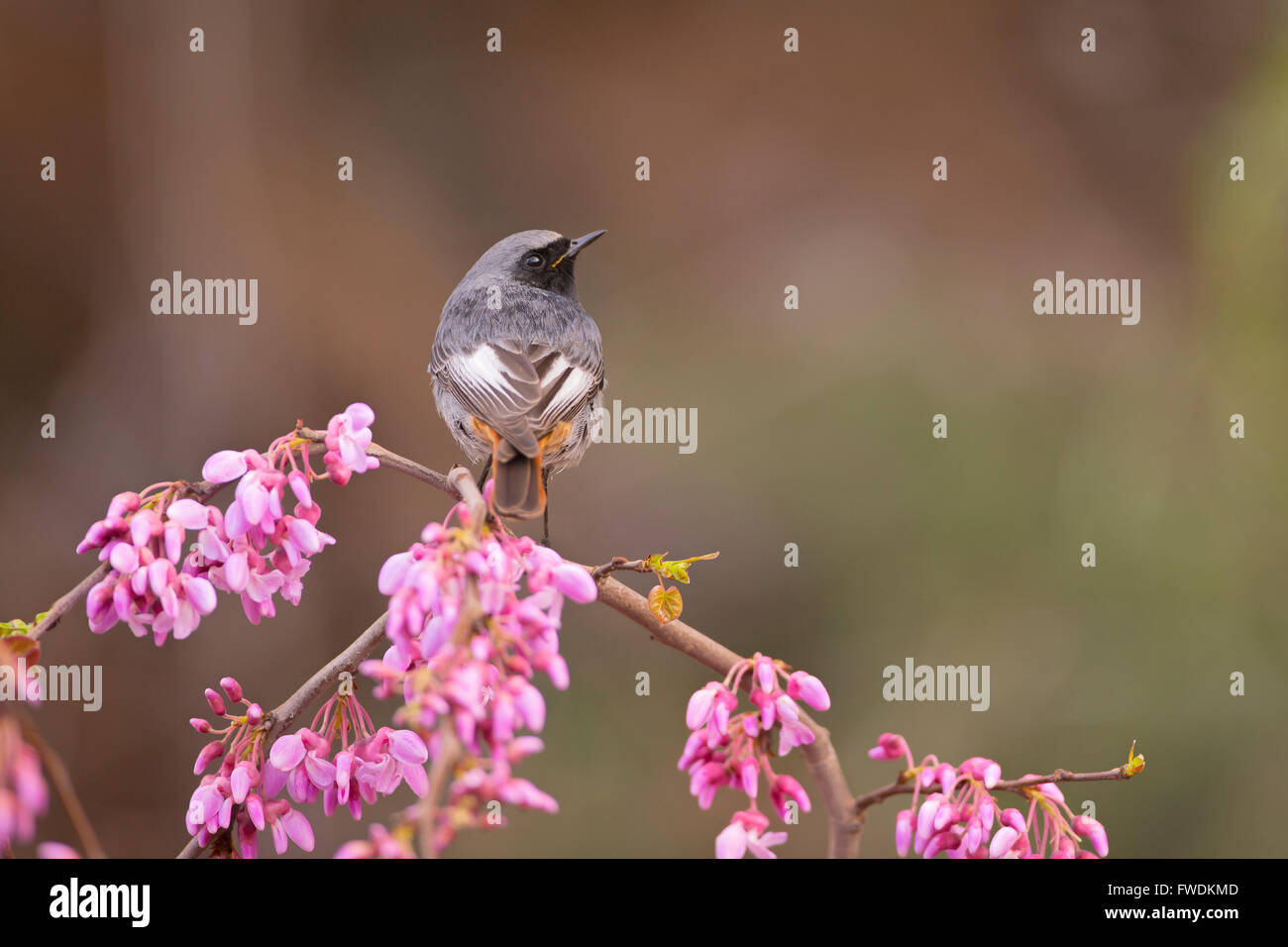 Male Black Redstart (Phoenicurus ochruros) perched on a branch, israel in February Stock Photo