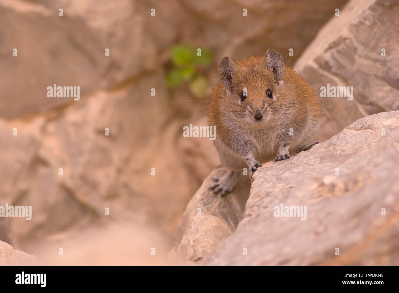 golden spiny mouse (Acomys russatus) Photographed in Israel in December Stock Photo
