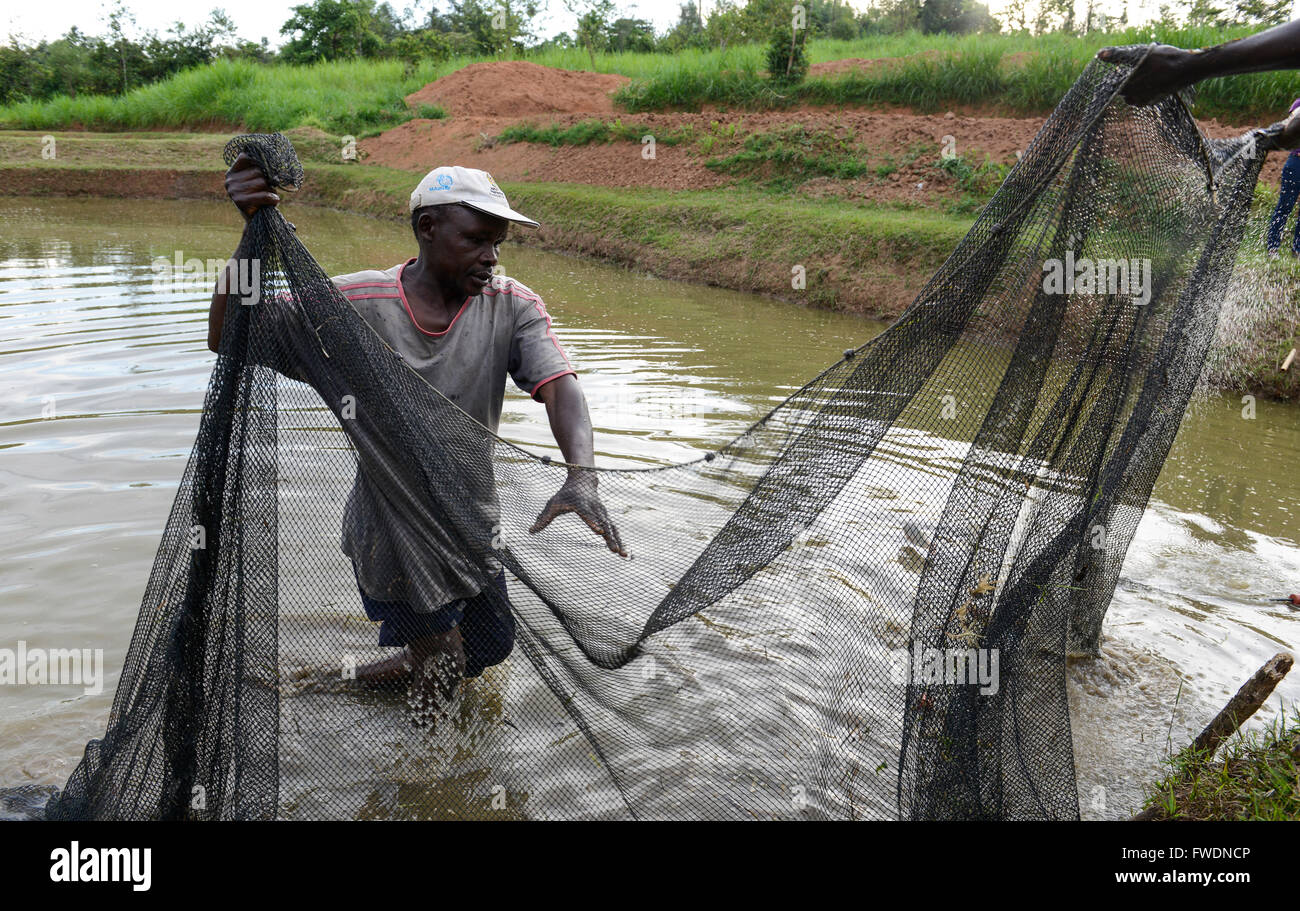 KENYA Kisumu, Tilapia fish farming in pond, man catch Tilapia fish with