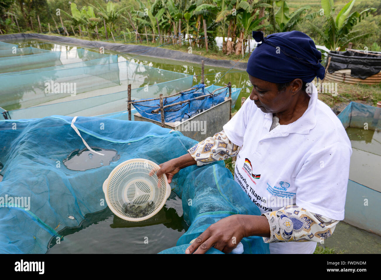 KENYA Kisumu, Tilapia fish farming in pond, woman entrepreneur Stock