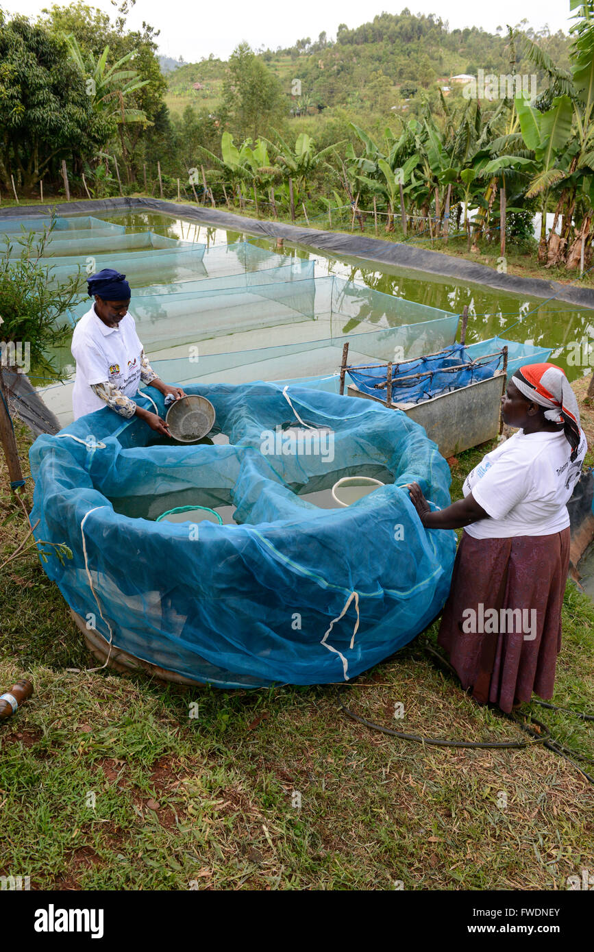 KENYA Kisumu, Tilapia fish farming in pond, woman entrepreneur collect