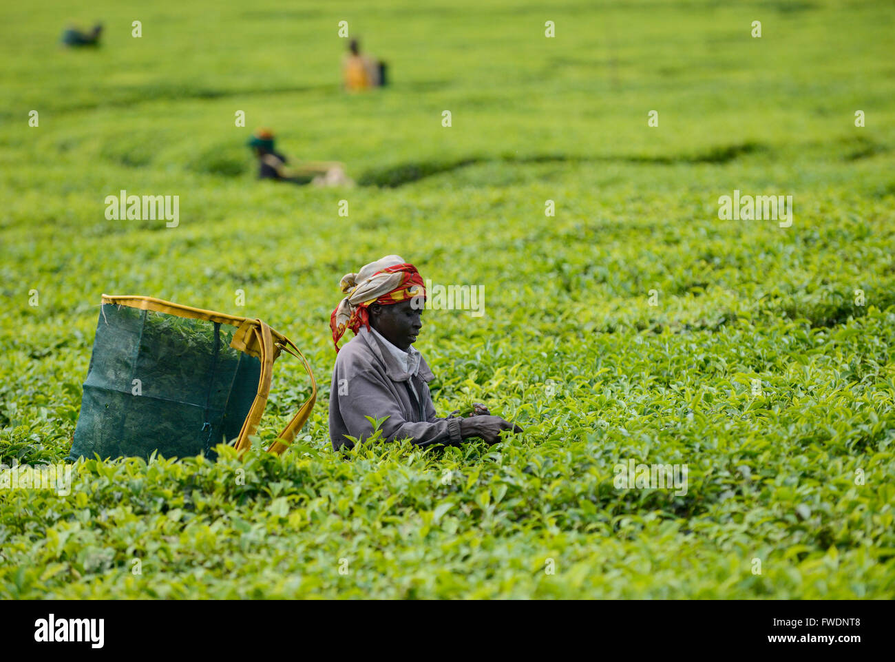 KENYA Kericho, worker pick tea leaves for Lipton tea, tea plantation of