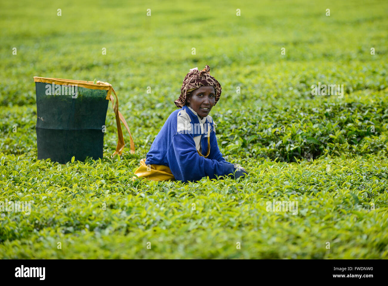 KENYA Kericho, worker pick tea leaves for Lipton tea, tea plantation of