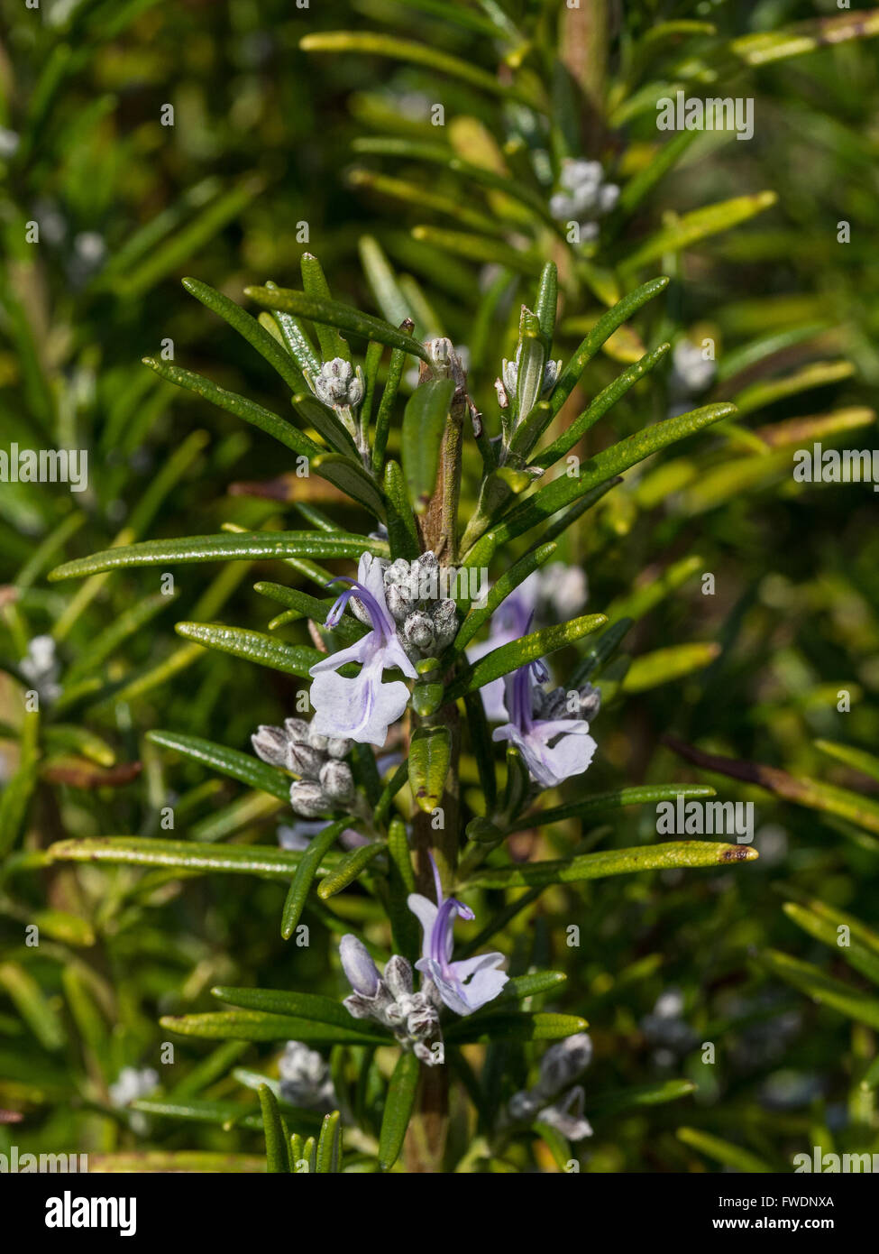 Rosemary flowers hires stock photography and images Alamy