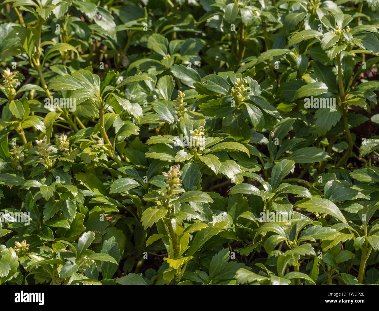 Pachysandra terminalis foliage and flowers Stock Photo