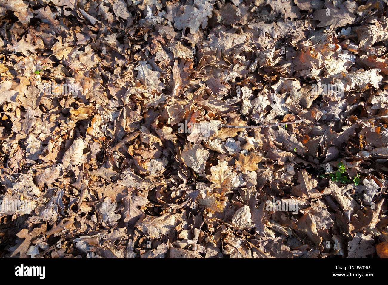 pile of brown leaves on the ground Stock Photo - Alamy