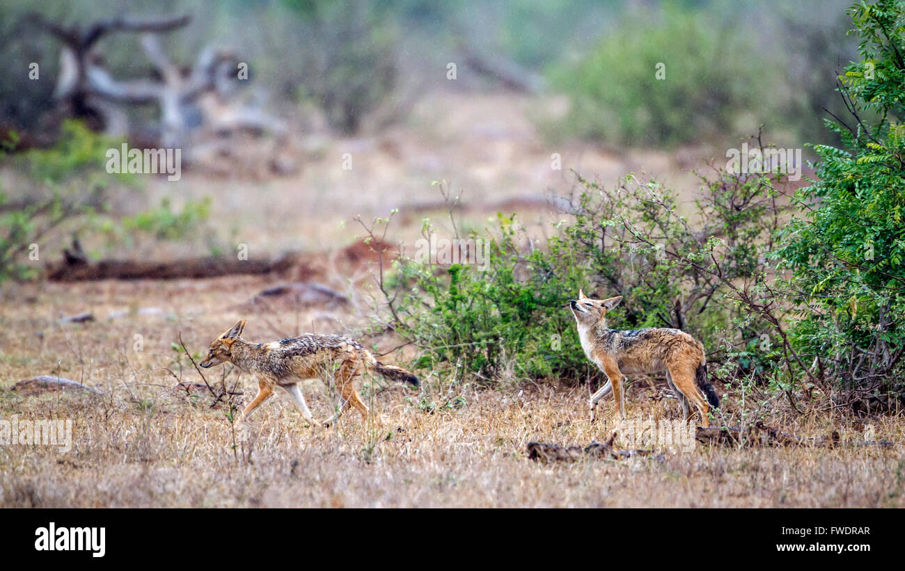 Black-backed jackal in Kruger national park, South Africa  ; Specie Canis mesomelas family of canidae Stock Photo