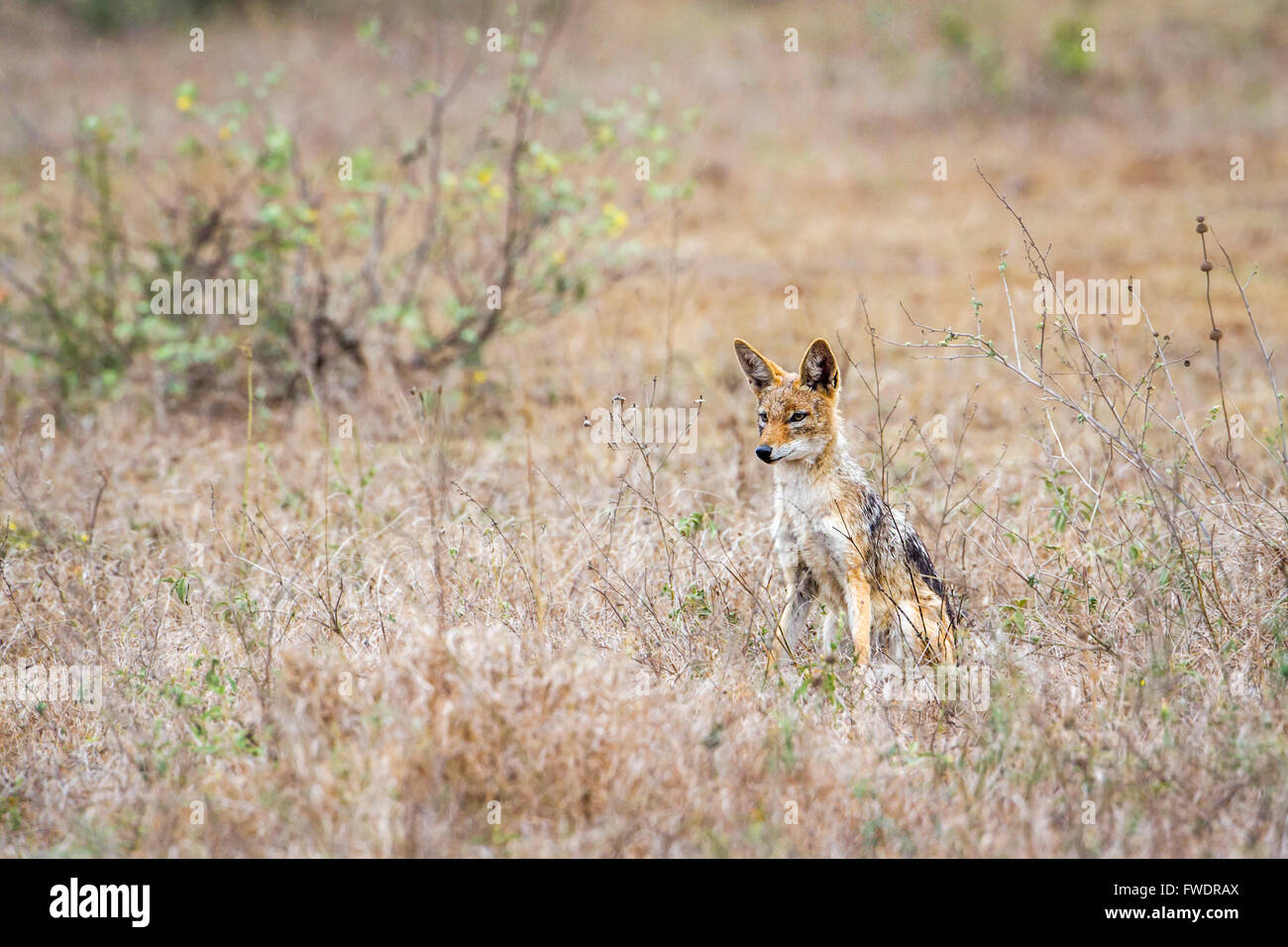 Black-backed jackal in Kruger national park, South Africa  ; Specie Canis mesomelas family of canidae Stock Photo