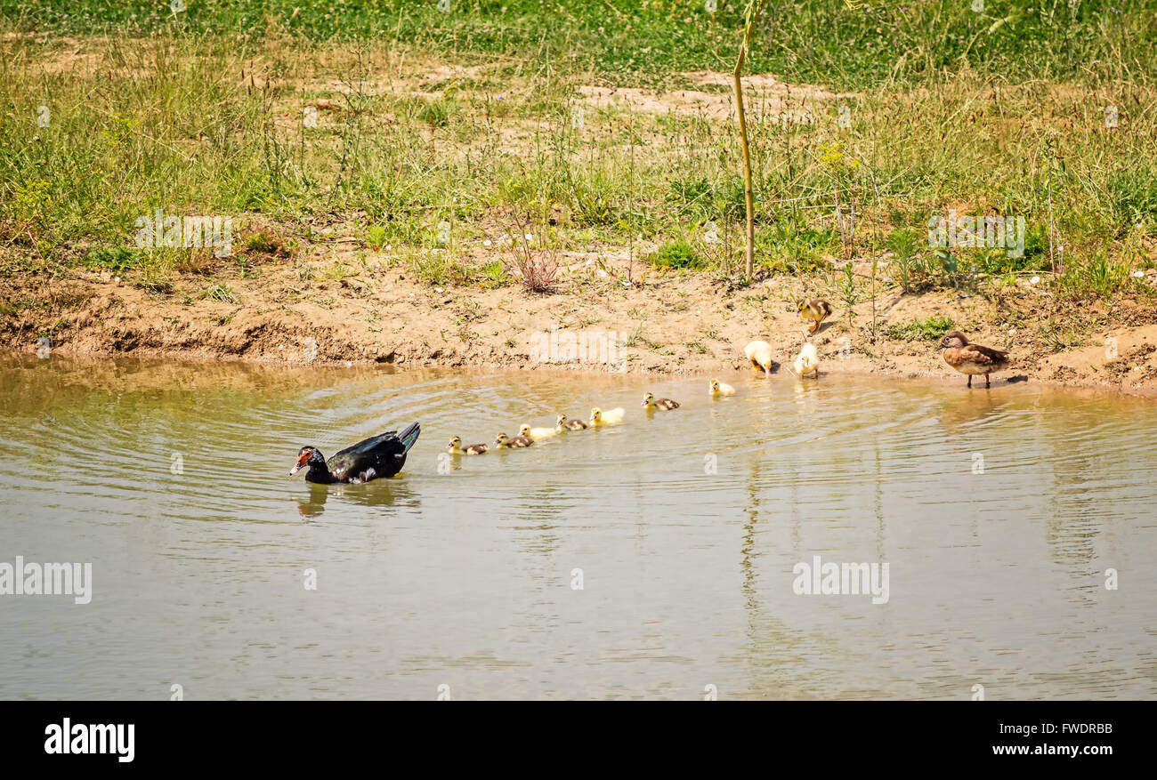Muscovy duck swimming with duckling hires stock photography and images