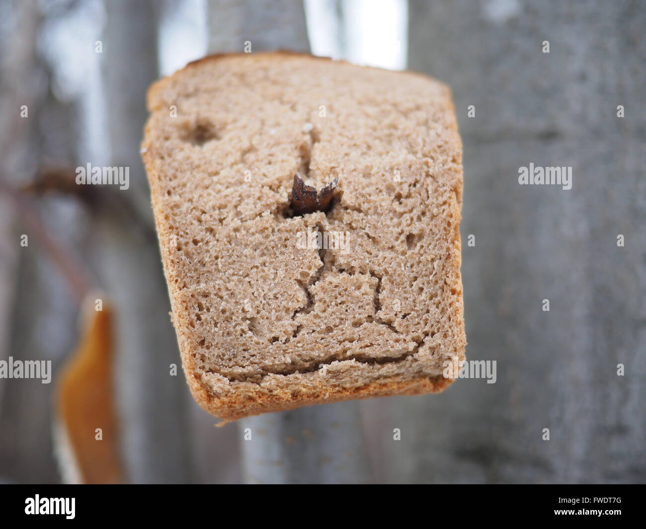 bread for the birds in the forest Stock Photo Alamy