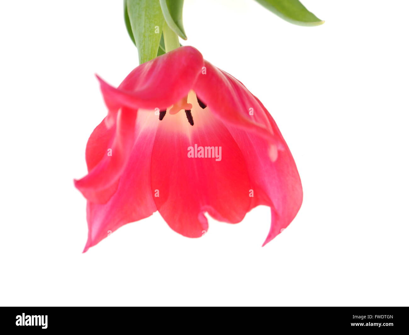 pink tulips on a white background Stock Photo - Alamy