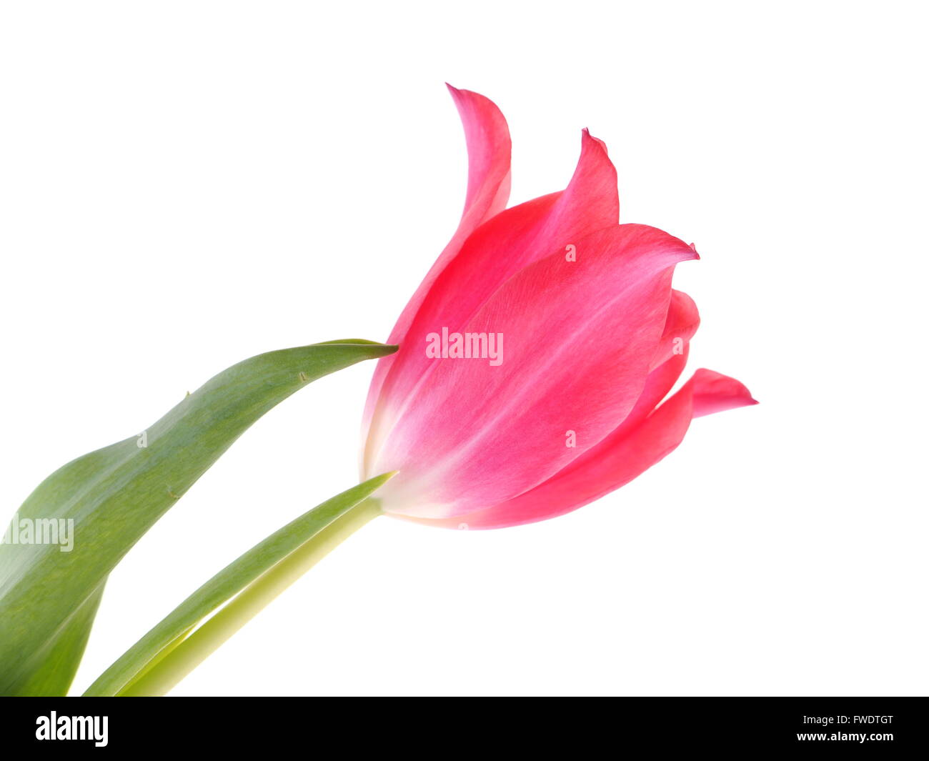 pink tulips on a white background Stock Photo - Alamy