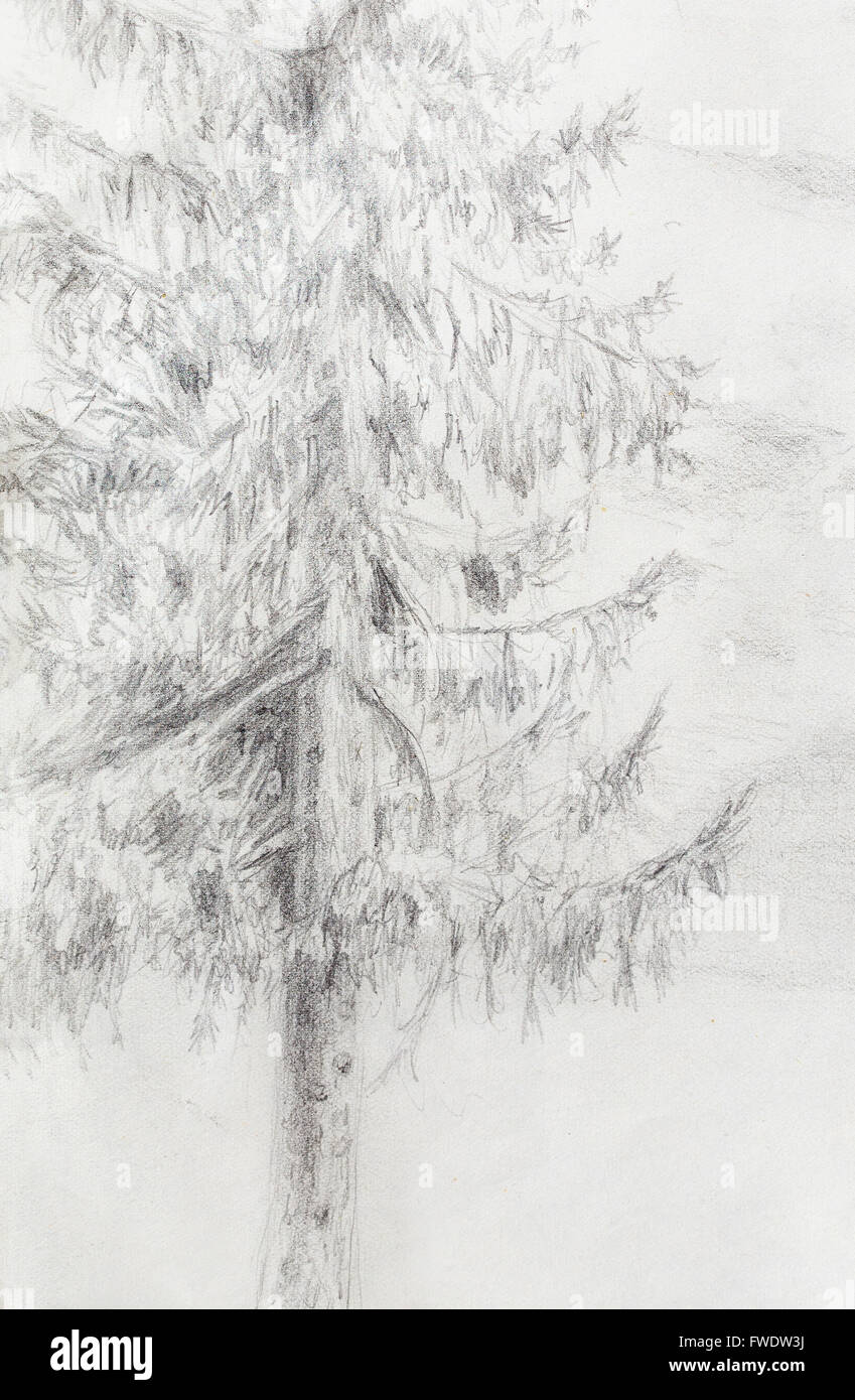 pencil drawing spruce on old paper background. Stock Photo