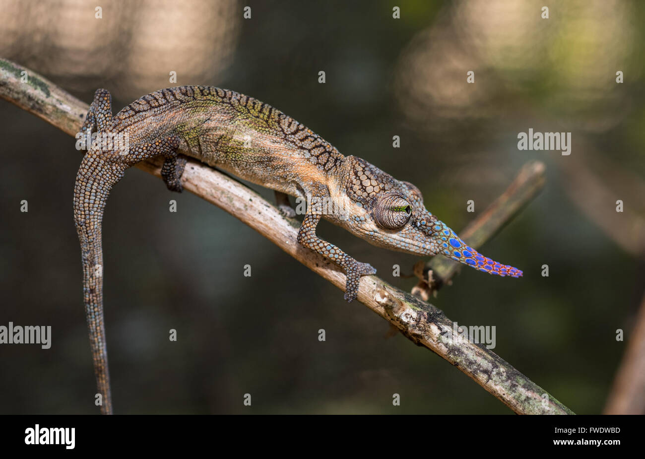 Colorful chameleon of Madagascar Stock Photo