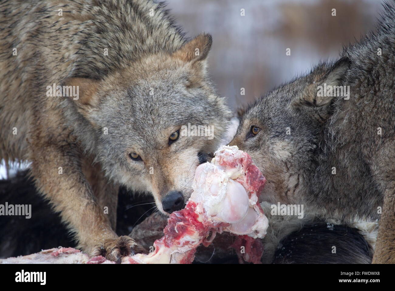 aggressive wolves at their prey in Belarus Stock Photo