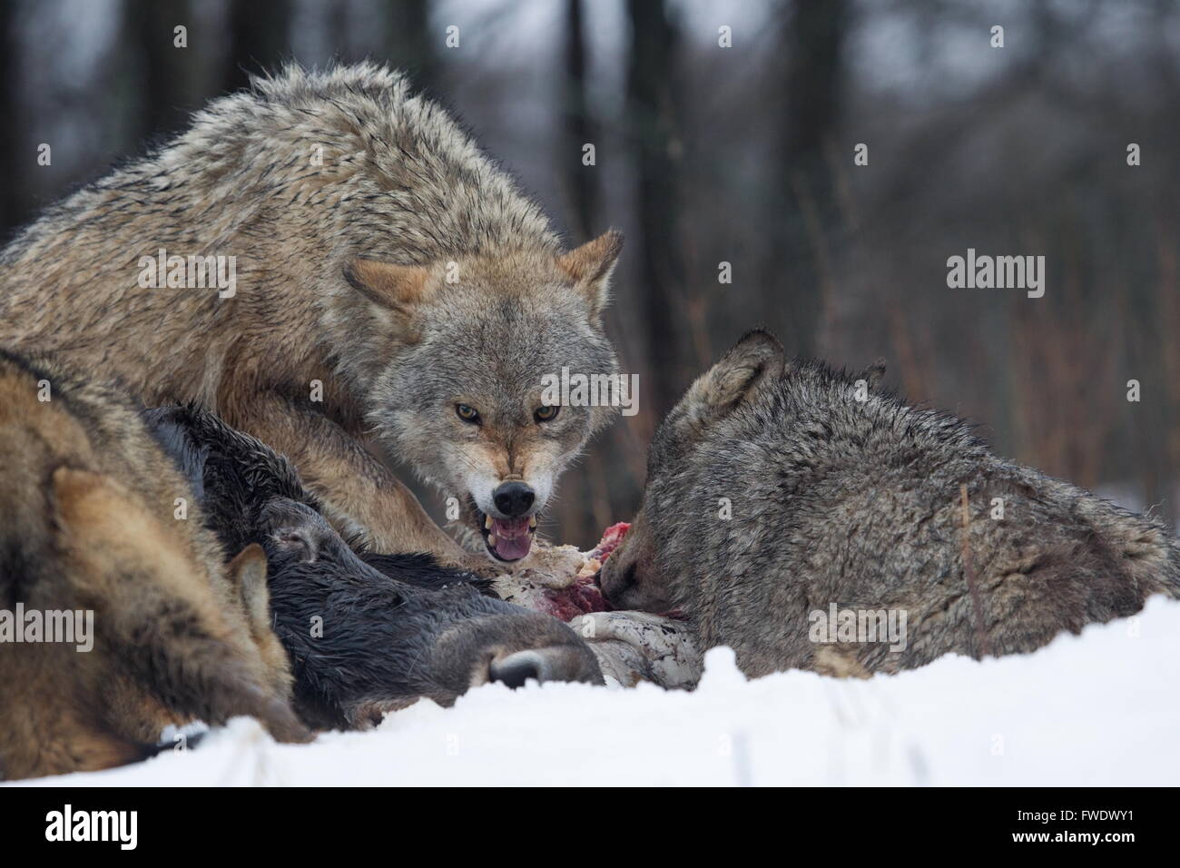 aggressive wolves at their prey in Belarus Stock Photo