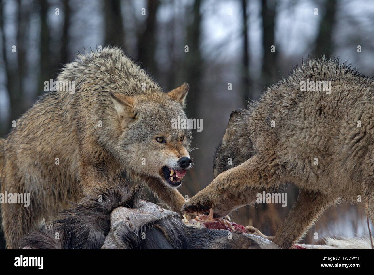 aggressive wolves to prey, Belarus Stock Photo