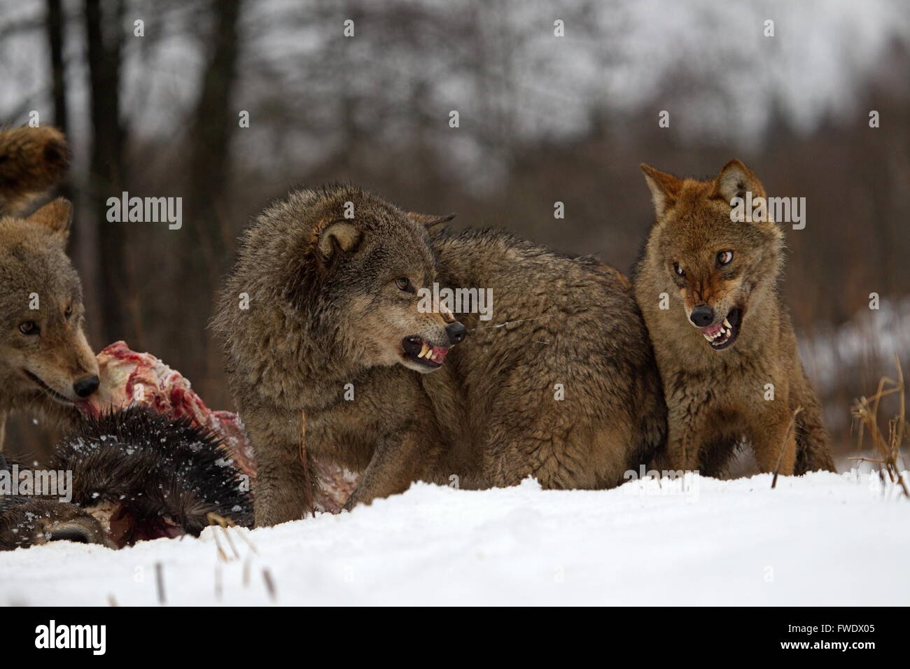 Growling wolves with bait in Belarus Stock Photo