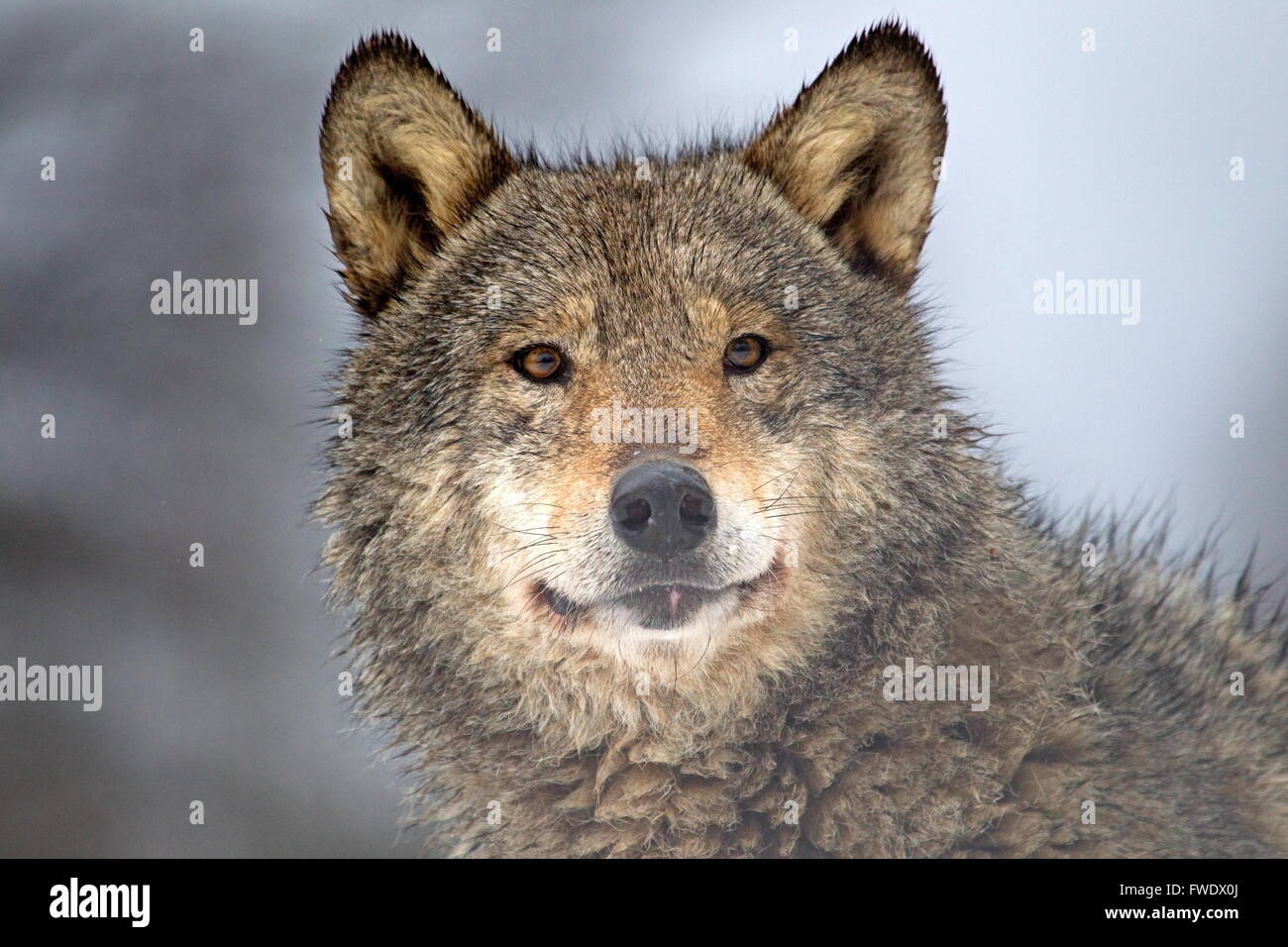 Portrait of a wolf in Belarus Stock Photo