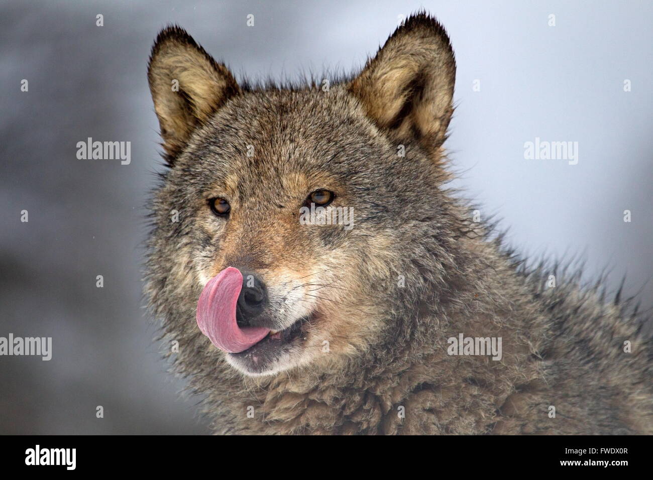 Portrait of a wolf in Belarus Stock Photo