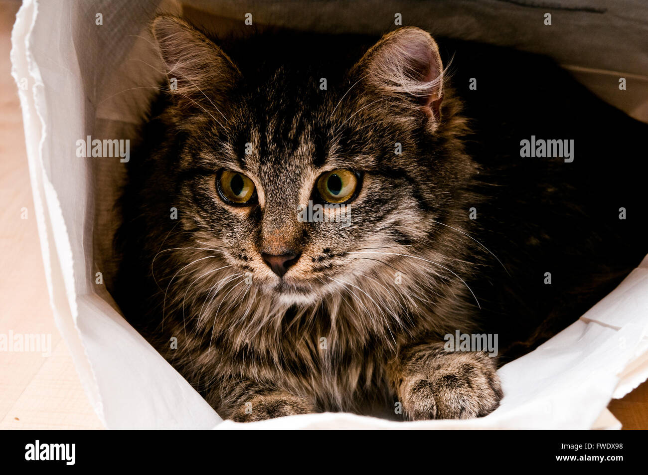 cat in a bag Stock Photo