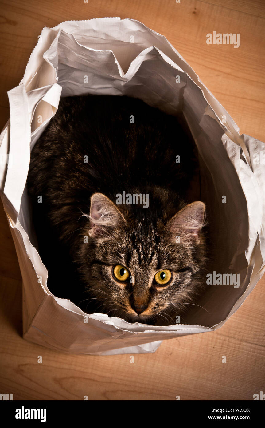 cat in a bag Stock Photo Alamy