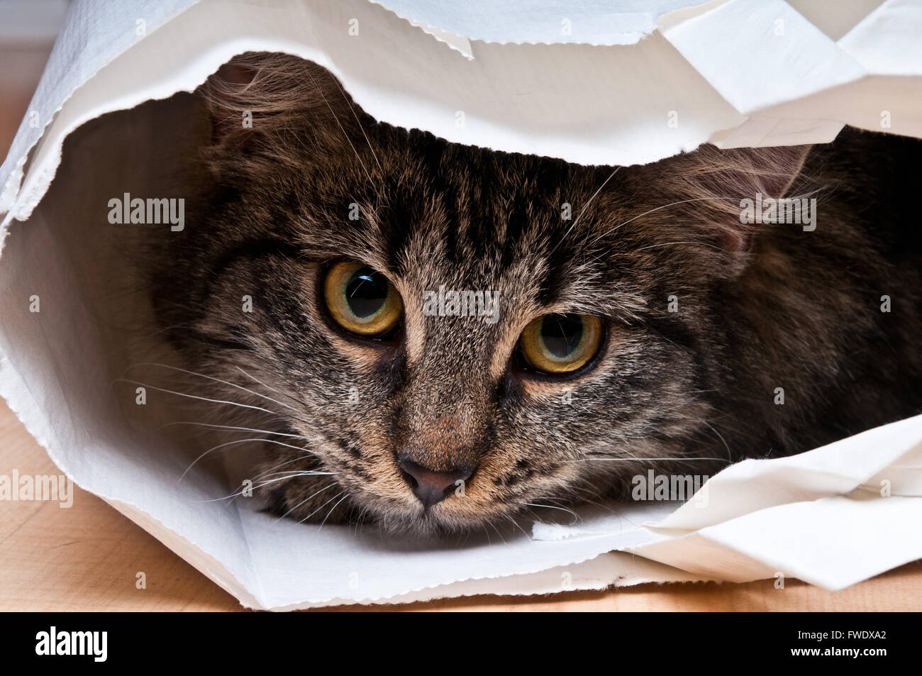 cat in a bag Stock Photo Alamy