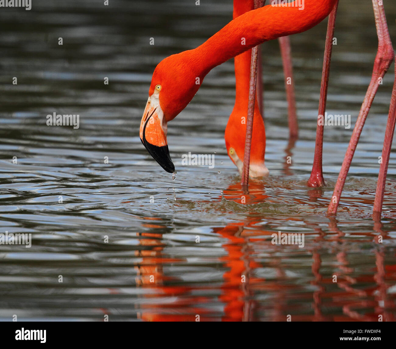 Caribbean Flamingo (Phoenicopterus ruber) Stock Photo