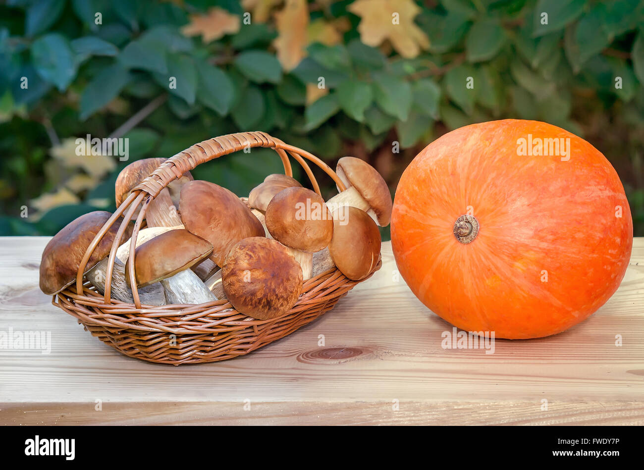 On the surface of the wooden table is a small wicker basket with mushrooms and pumpkin. Presented on the background of a green g Stock Photo