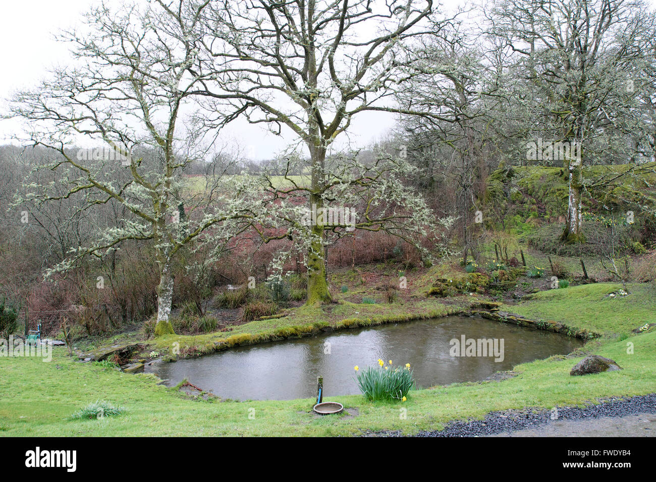 Gareden pond in spring in Carmarthenshire Wales UK  KATHY DEWITT Stock Photo