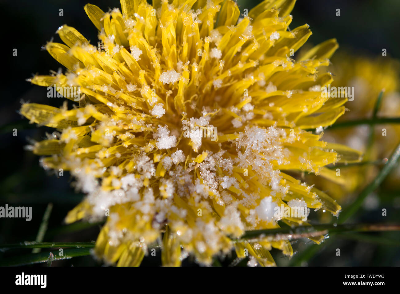 dandelion with snowflakes closeup Stock Photo
