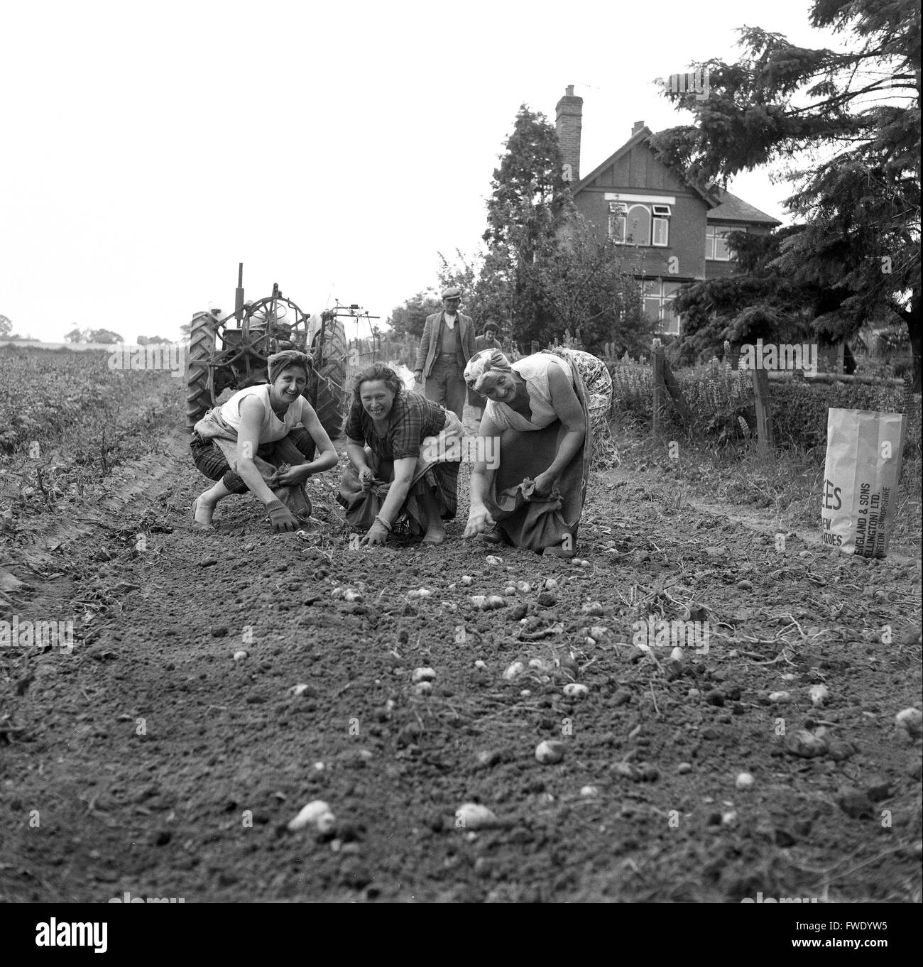 Women Potato picking harvesting Britain 1962 1960s Stock Photo