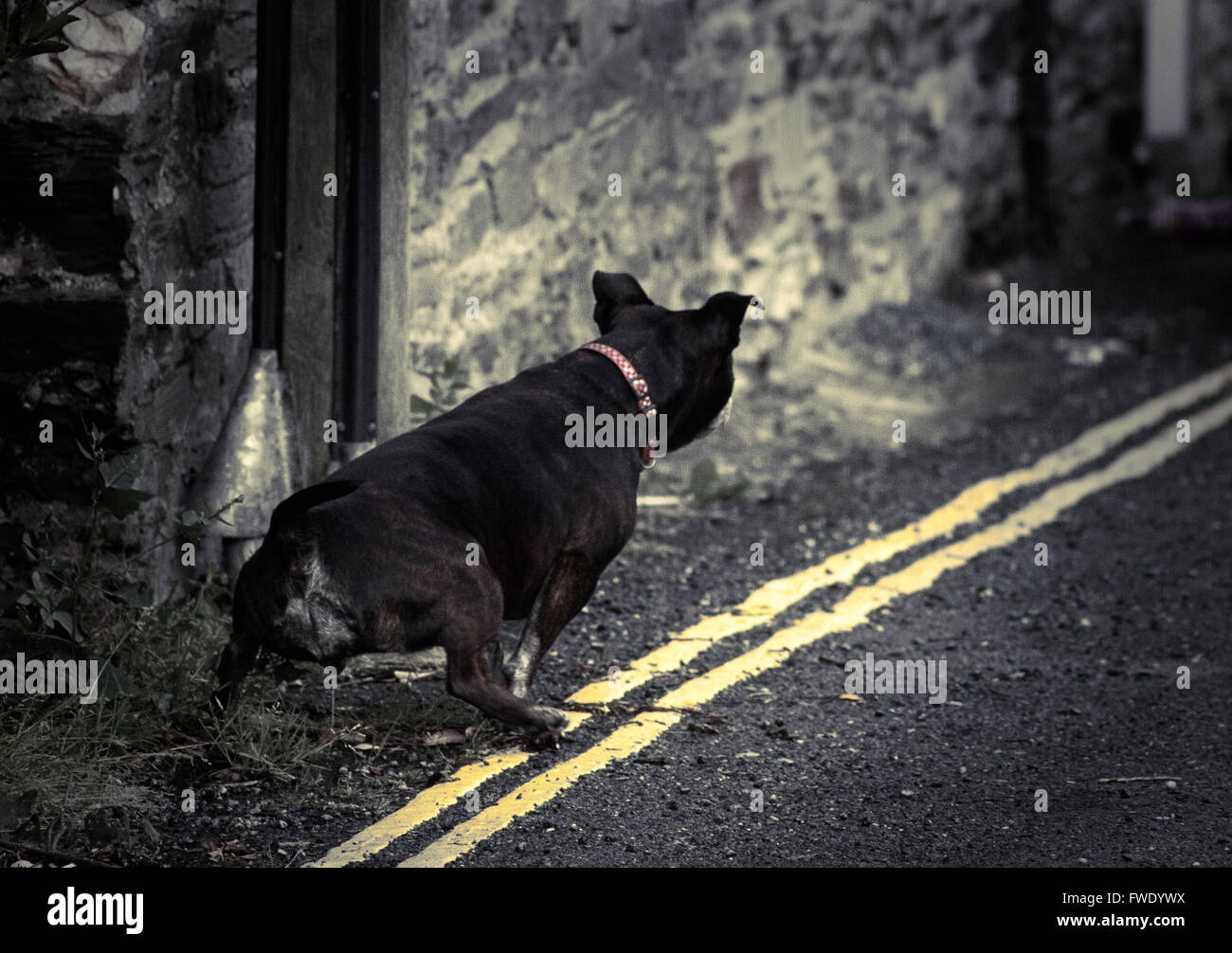 Dog urinating in the street Stock Photo Alamy