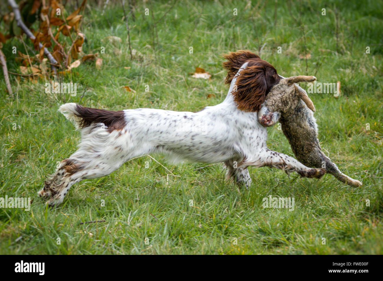 springer spaniel retrieving live rabbit game. Stock Photo