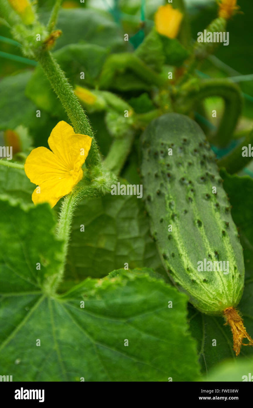 vegetable with yellow flowers vegetable with yellow flowers