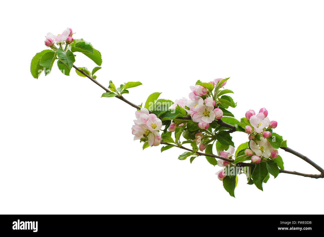Apple flowers isolated Stock Photo