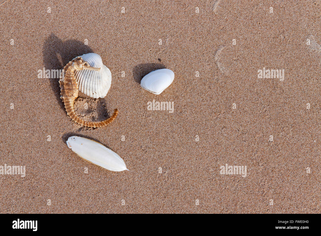 Cuttlefish bone and sea horse and shell on sand in nature Stock Photo