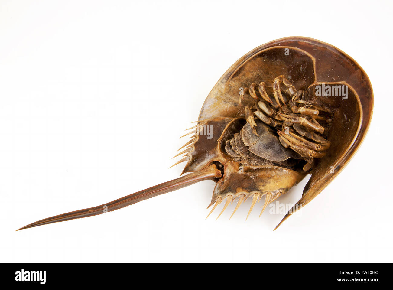 a large marine arthropod with a domed horseshoe-shaped shell, a long tail-spine, and ten legs. on isolated white background with Stock Photo
