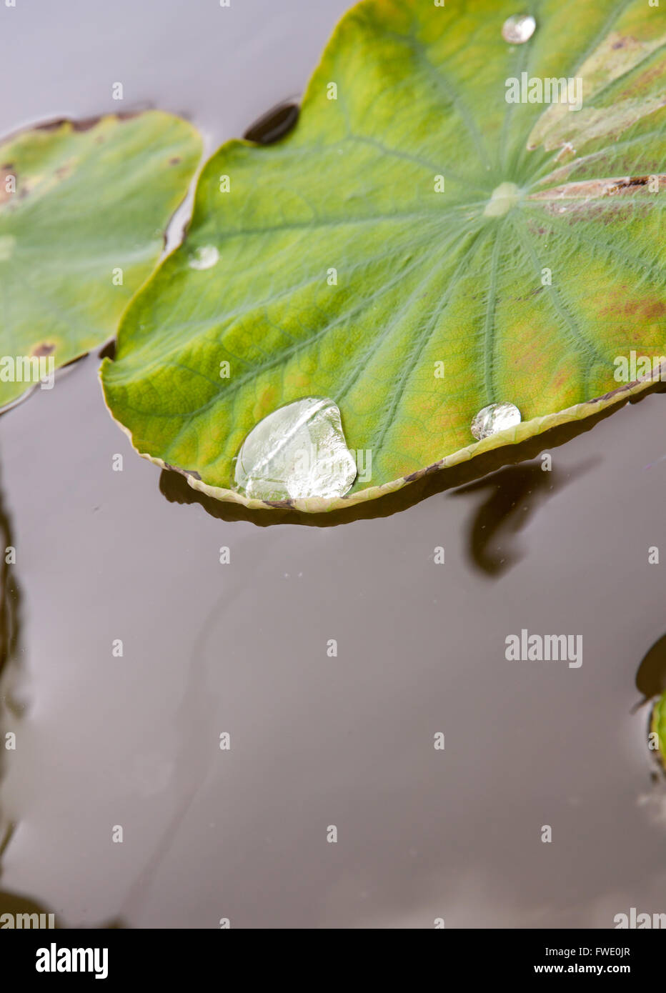 Rolling water on a lotus leaf in water until the water pot Stock Photo
