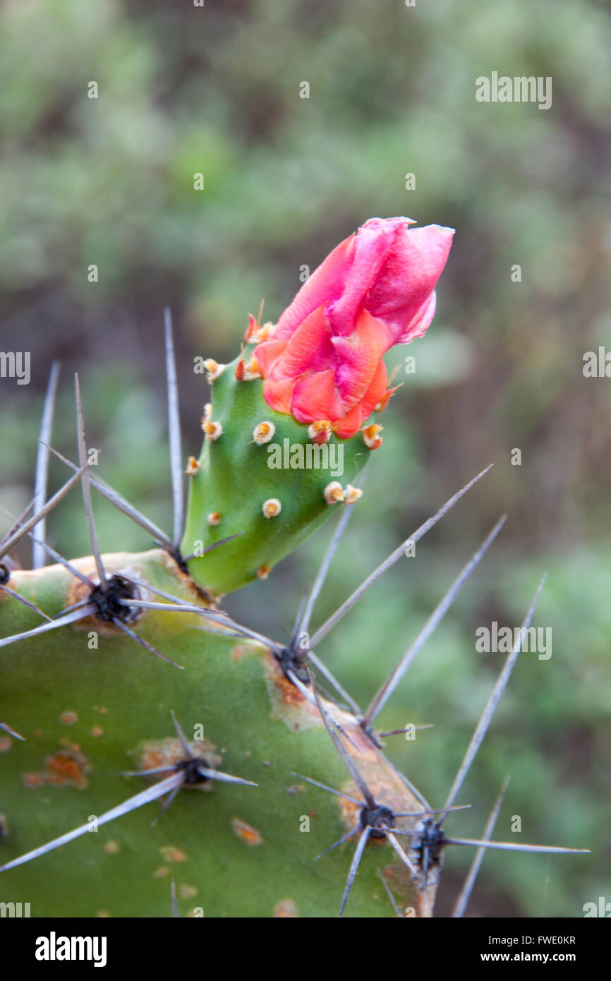 Cactus or Wooly Joint Prickly Pear and flower and more Thorns Stock Photo -  Alamy
