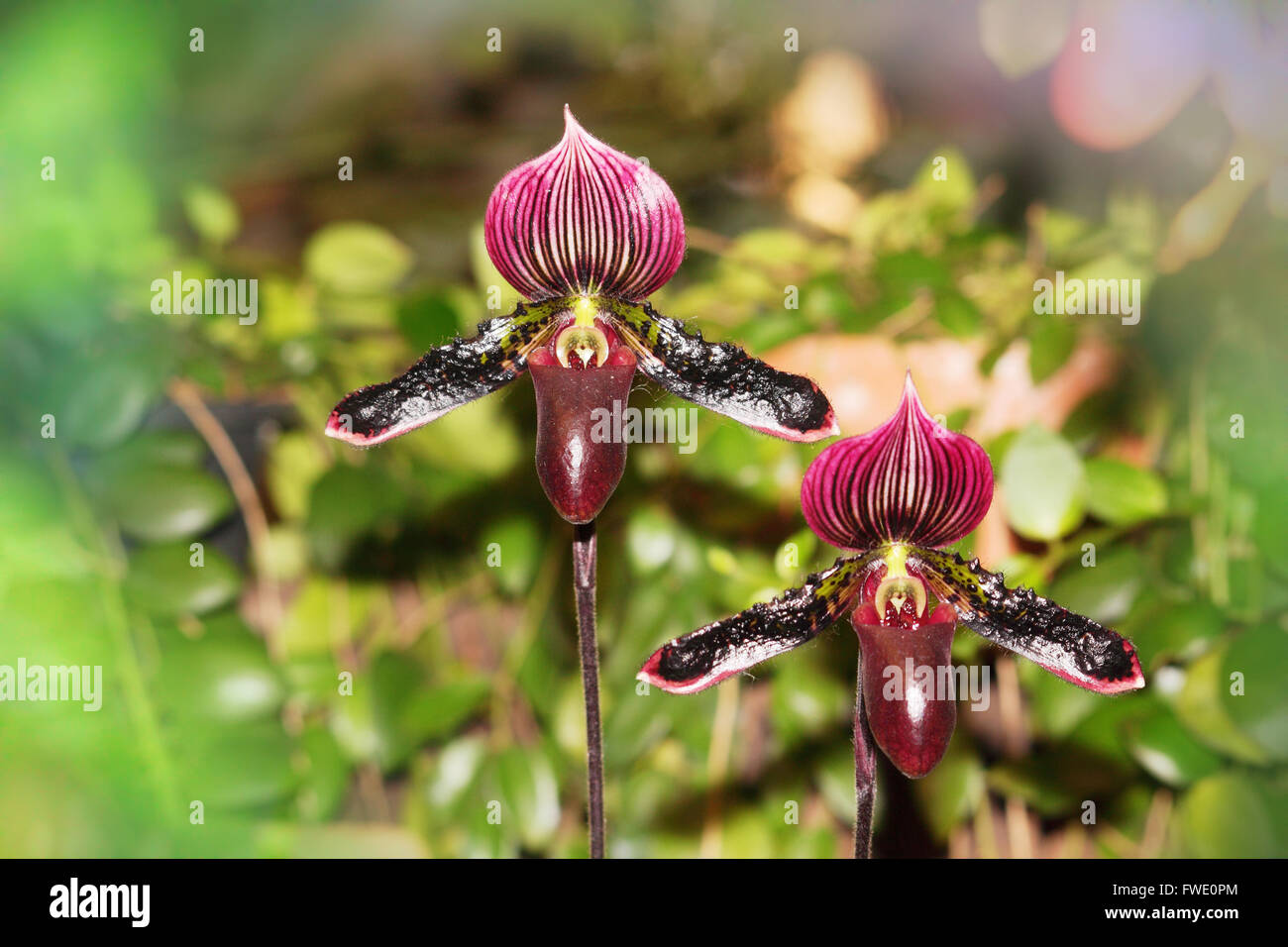 Paphiopedilum orchid flower purple color in the plant Stock Photo