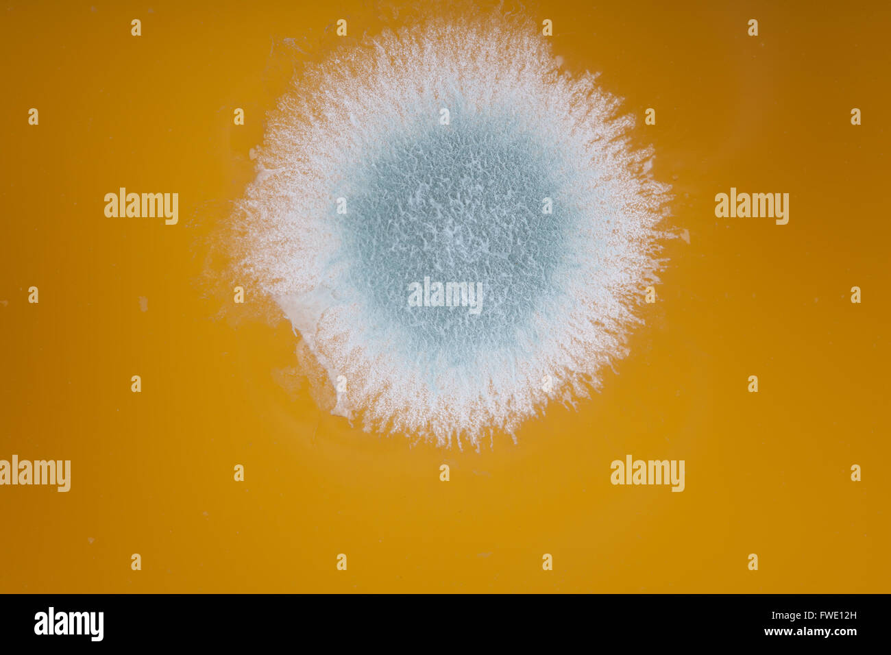 mold colony in orange juice macro image Stock Photo Alamy