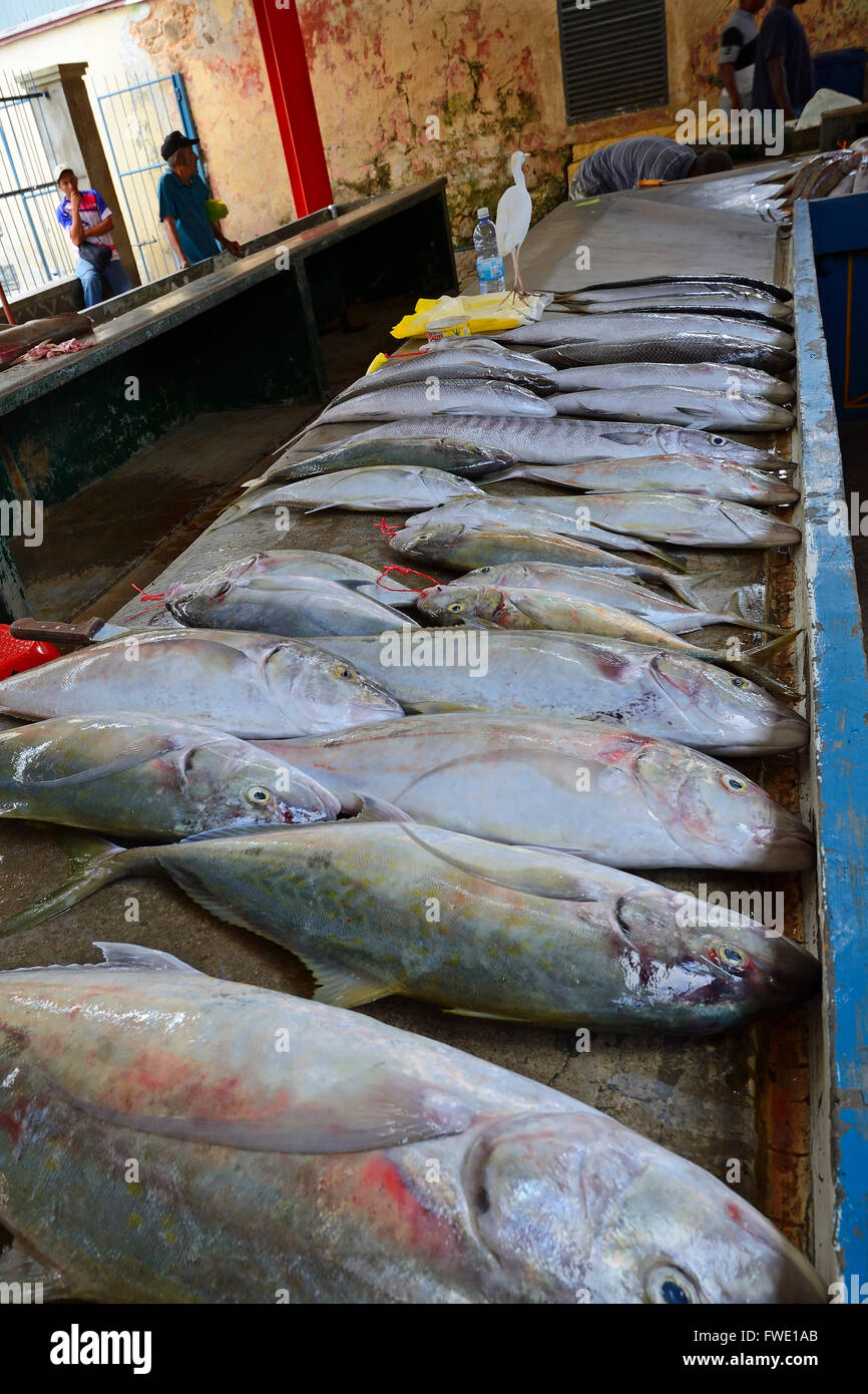 Africa orange citrus hires stock photography and images Alamy