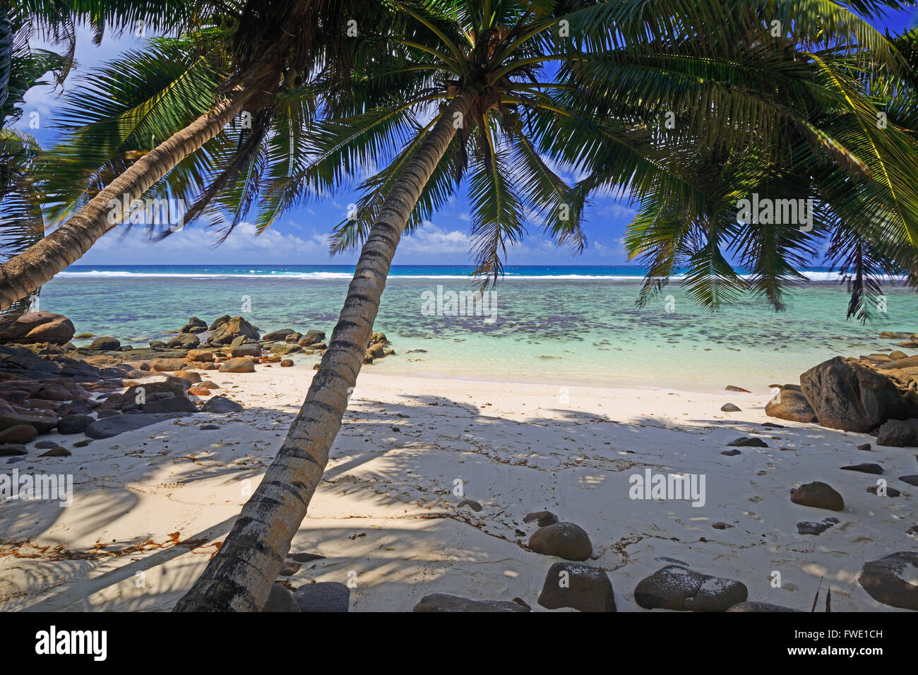 Coco de Mer, Frucht der Seychellenpalme (Lodoicea maldivica), Insel ...