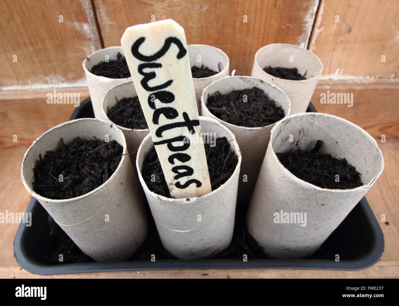 Sweetpea seeds (Spencer variety) sown in cardboard toilet roll inners, England UK Stock Photo