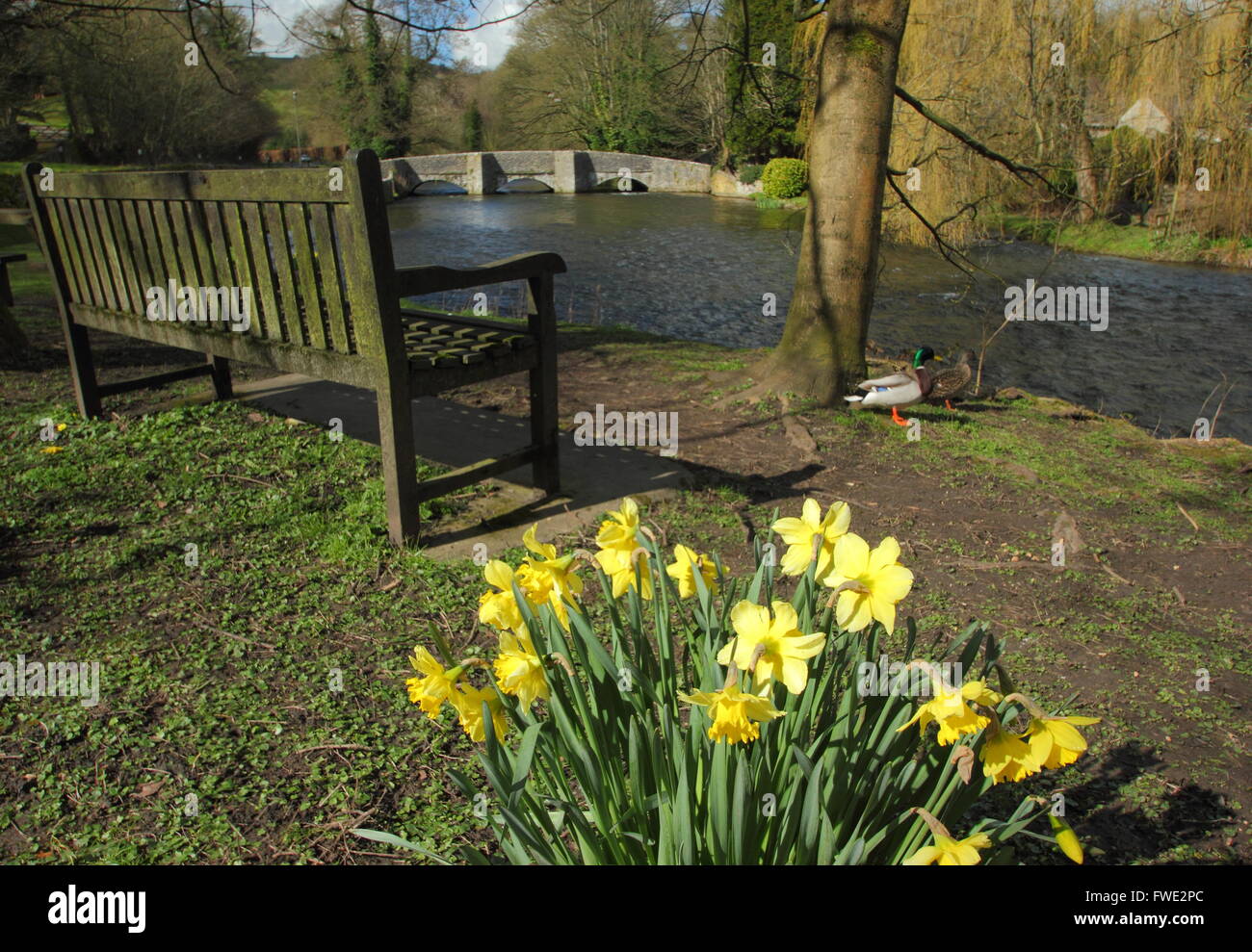 A wooden bench overlooking the River Wye and Sheepwash Bridge at  the village of Ashford in the Water, Peak District,  UK EU Stock Photo