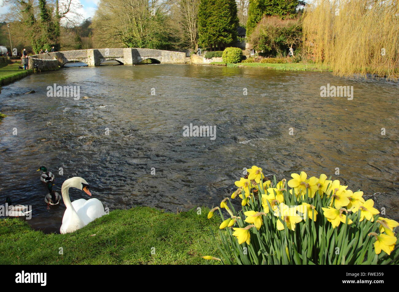 A swan on the River Wye by the sheepwash bridge at Ashford in the Water; a village in Peak District National Park Derbyshire UK Stock Photo