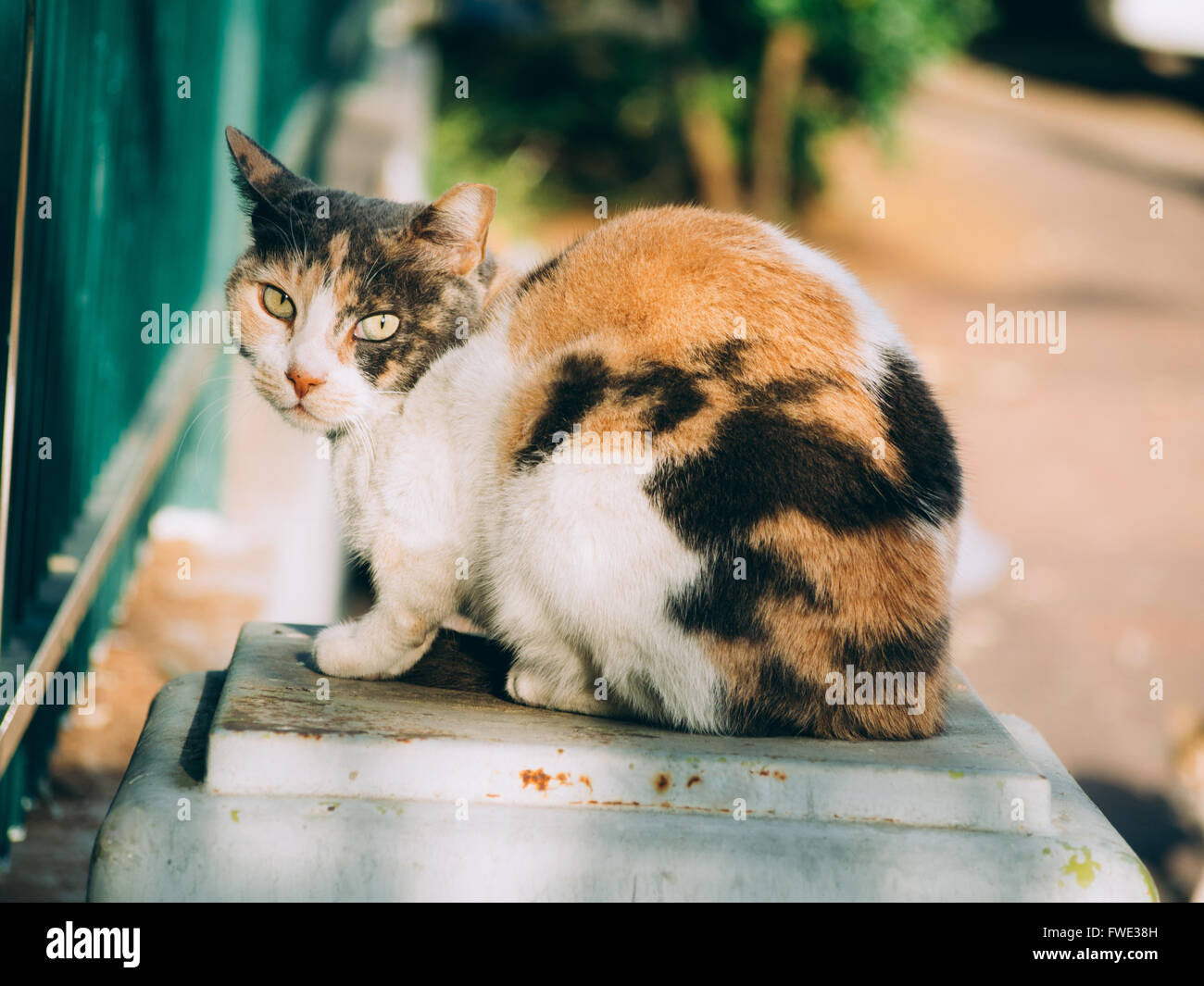 Alley cat hi-res stock photography and images - Alamy