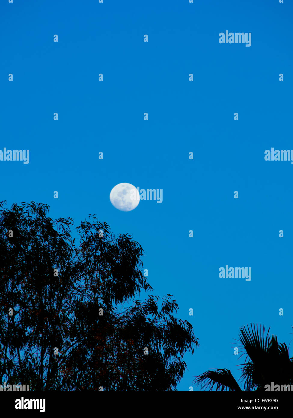 Full moon in the night's sky Stock Photo